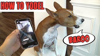 How To Teach Your BASENJI Dog to Yodel, Baroo, Howl, Sing! by Feenix the Funny Singing Dog 7,405 views 2 years ago 4 minutes, 59 seconds