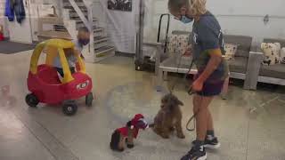 Early stimulation. Part II. Puppy development.