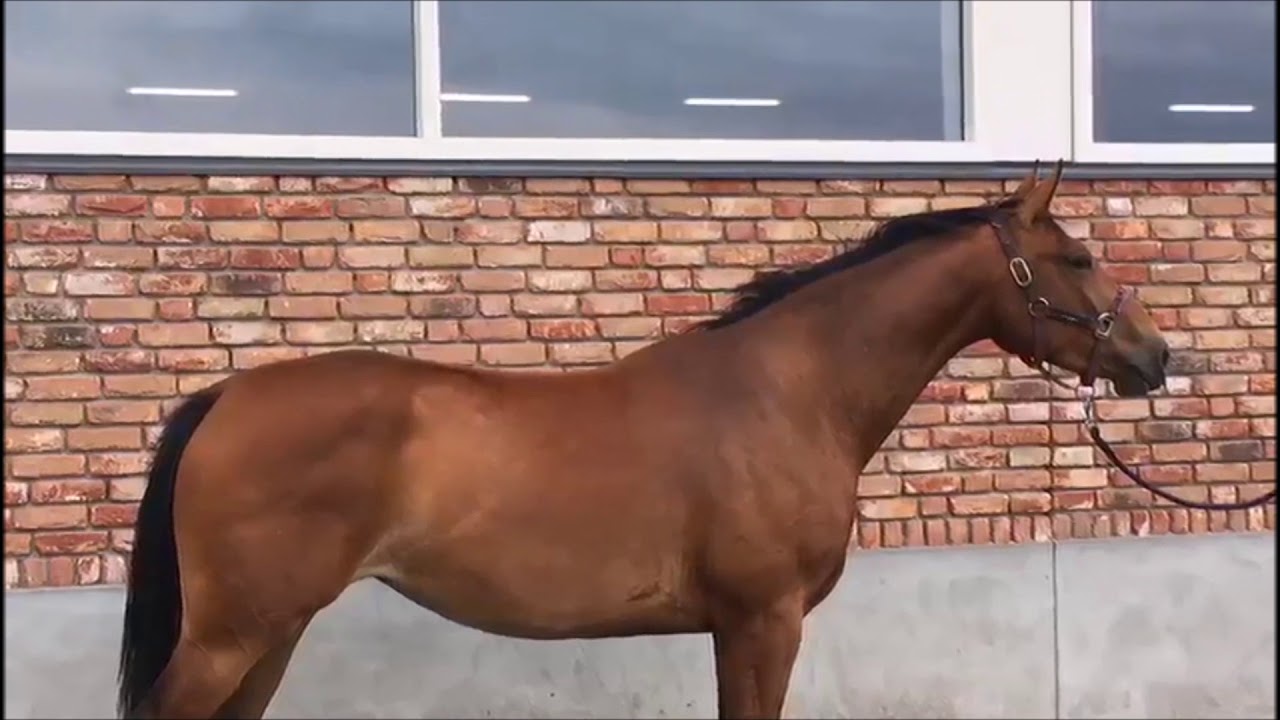 documentaire paardensector