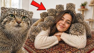 I Wasn’t Expecting This… A Pallas's cat Family Took Over My Home!