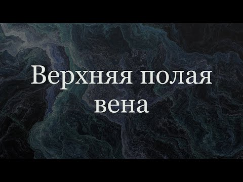 Верхняя полая вена - анатомия сердечно-сосудистой системы (ССС)