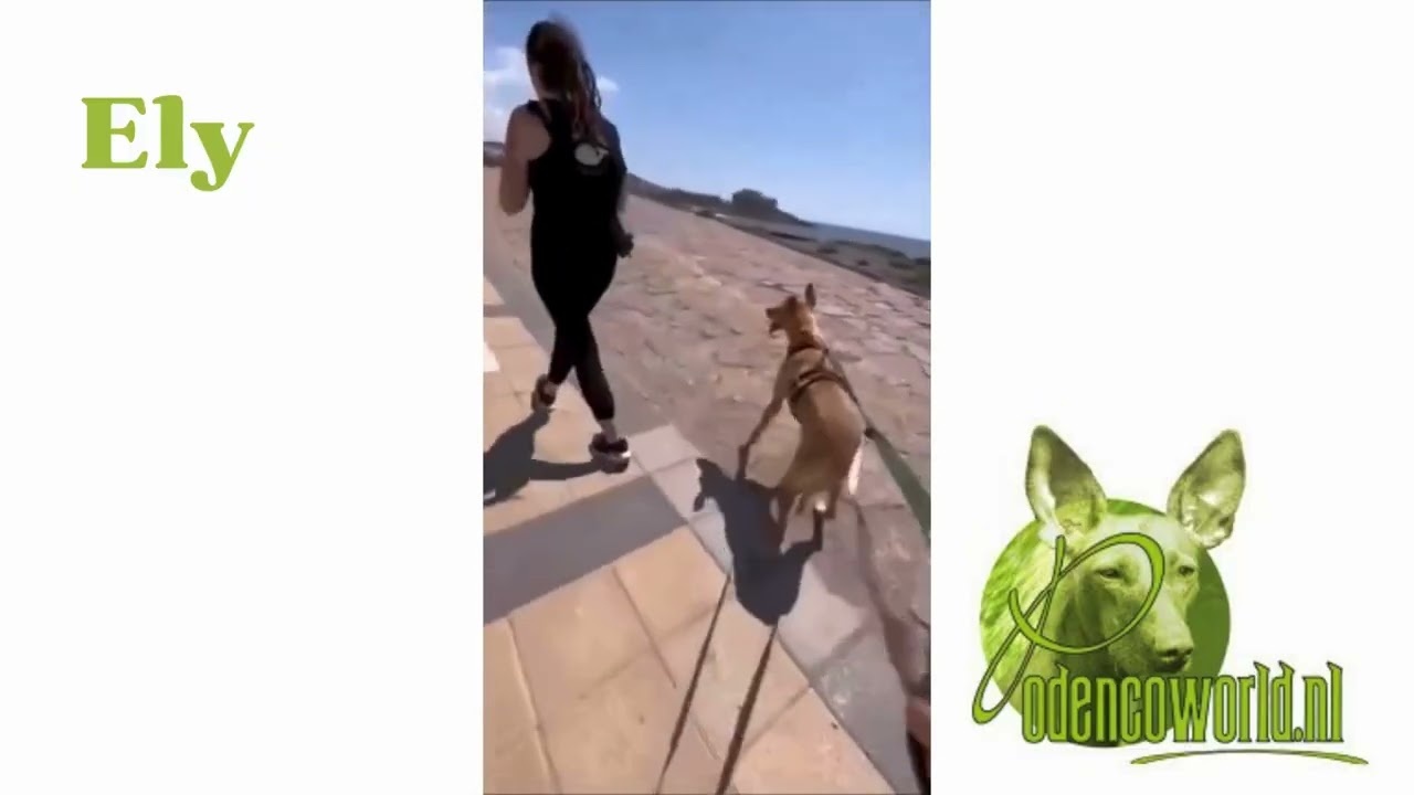 Podencoworld: Ely, asiel Tenerife (Sabine)