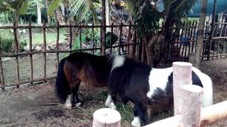 Download Lagu Kuda poni untuk Aisyah \u0026 Airah MP3