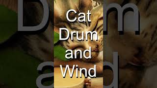 CAT DRUM AND WIND#shorts #DRUM#WIND#RELAXATION#CHILL#SOUND#PEACEFUL#CAT#SWEET#MEDITATION#SLEEP