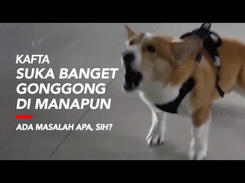 Video: Obat untuk Nafas Anjing Buruk