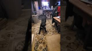 Cane Corso Playing
