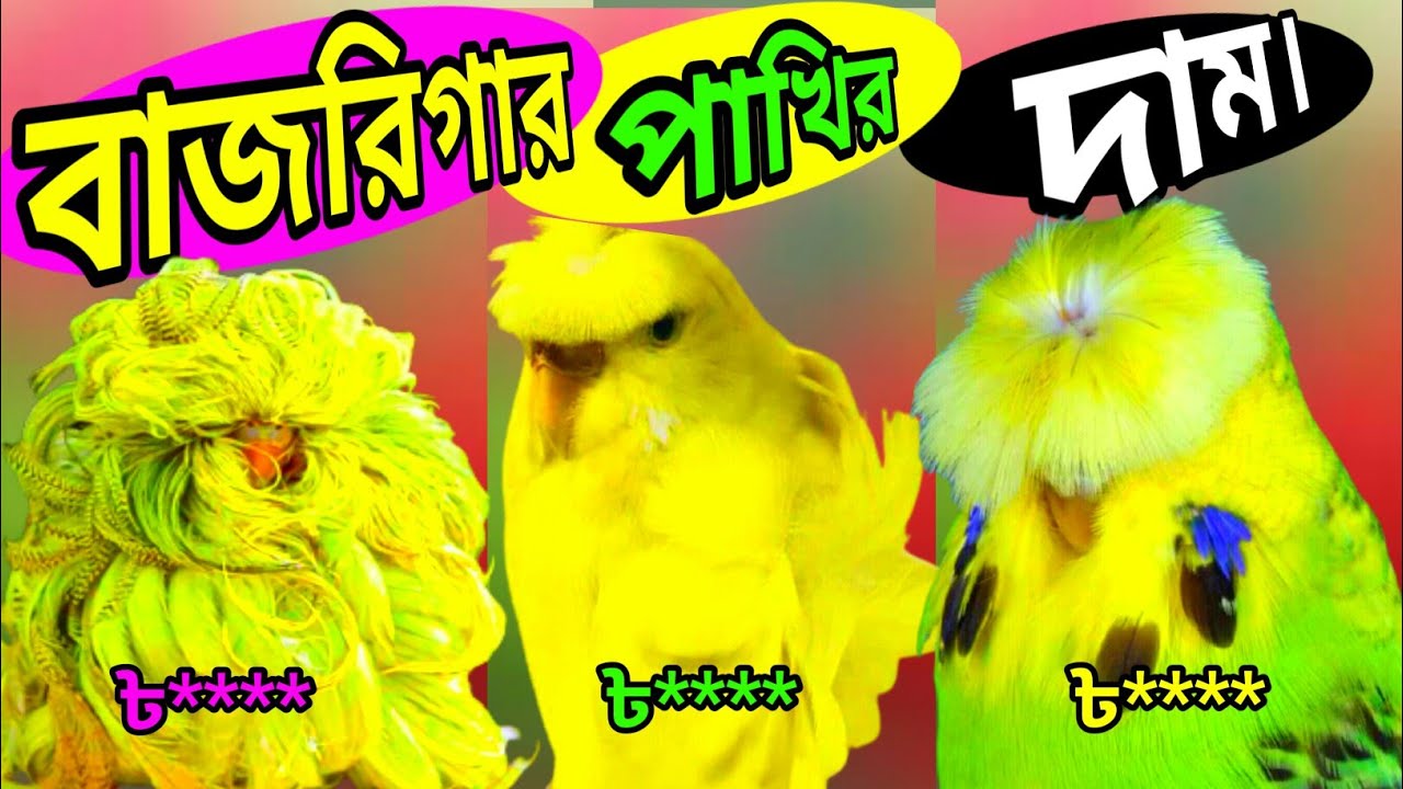 Budgiegar bird price ll budgiegar birds price in bangladesh ♥ 2021 ♥ ll