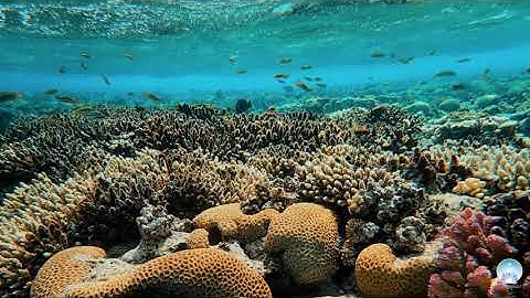 Thiền Ngủ Ngon | Ngủ Ngon Cùng Biển (có lời dẫn) | Inner Space