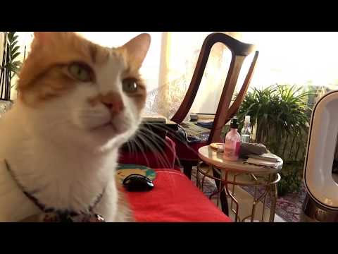 あーにゃん様② YouTube