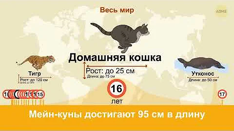 Животные с самой короткой и самой длинной продолжительностью жизни