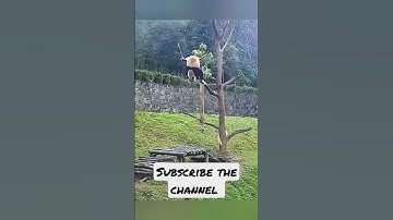 panda epic fall 😭ll panda fall from tree 🌲 ll #shorts #youtubeshorts #subscribe_plz