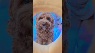 니가 좋아 #cavoodle #puppy #강아지여름 #cuteanimal