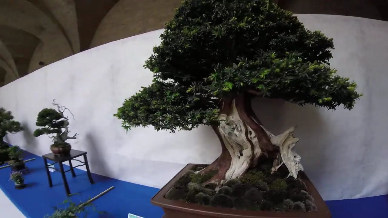 Bonsai in mostra a Foligno 2025  palazzo Trinci (Congresso UBI 16/18 maggio 2025)