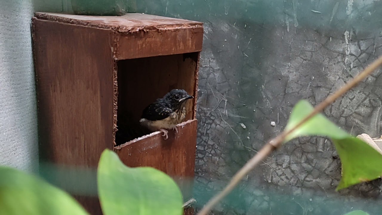 Hari Pertama Anak Murai Keluar Glodok
