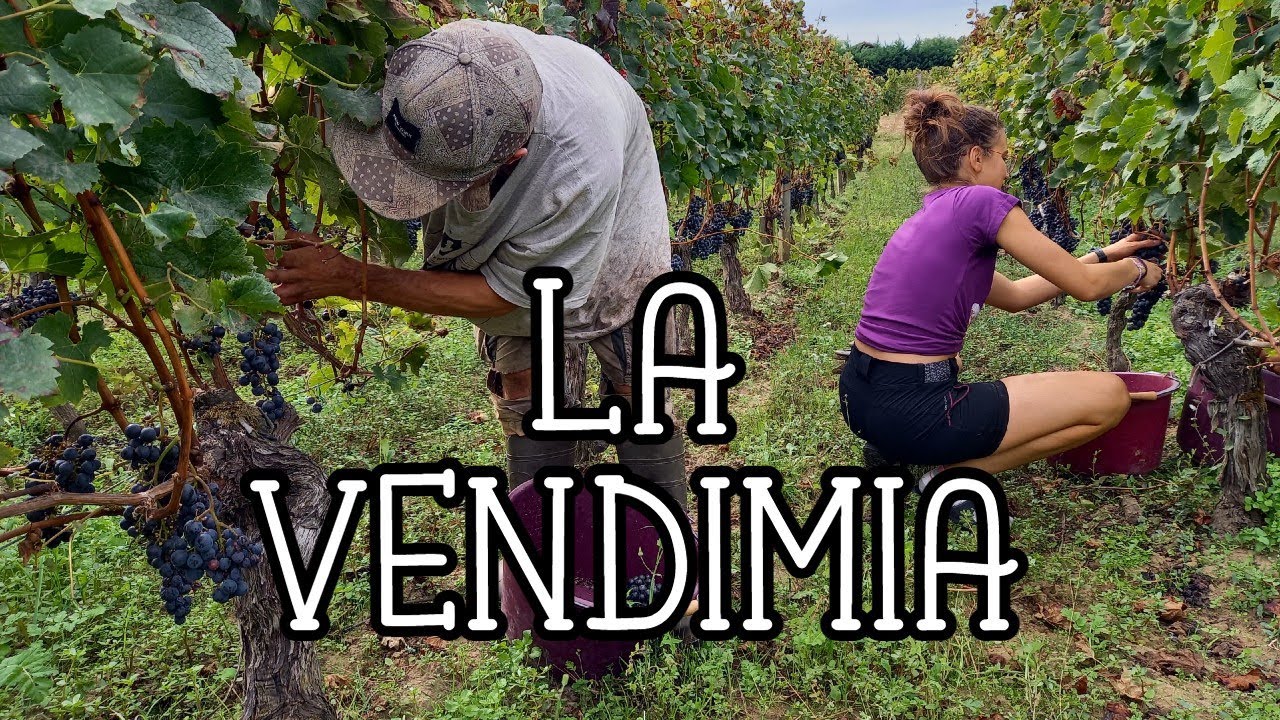✅ LA VENDIMIA / DEL VIÑEDO A LA BODEGA  🍇🍷 