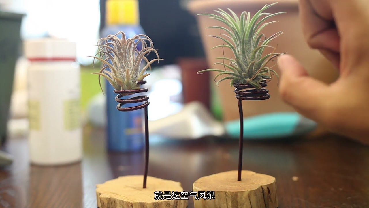 空气凤梨怎么养？园艺师教你，这可能是全网最全面的教程了