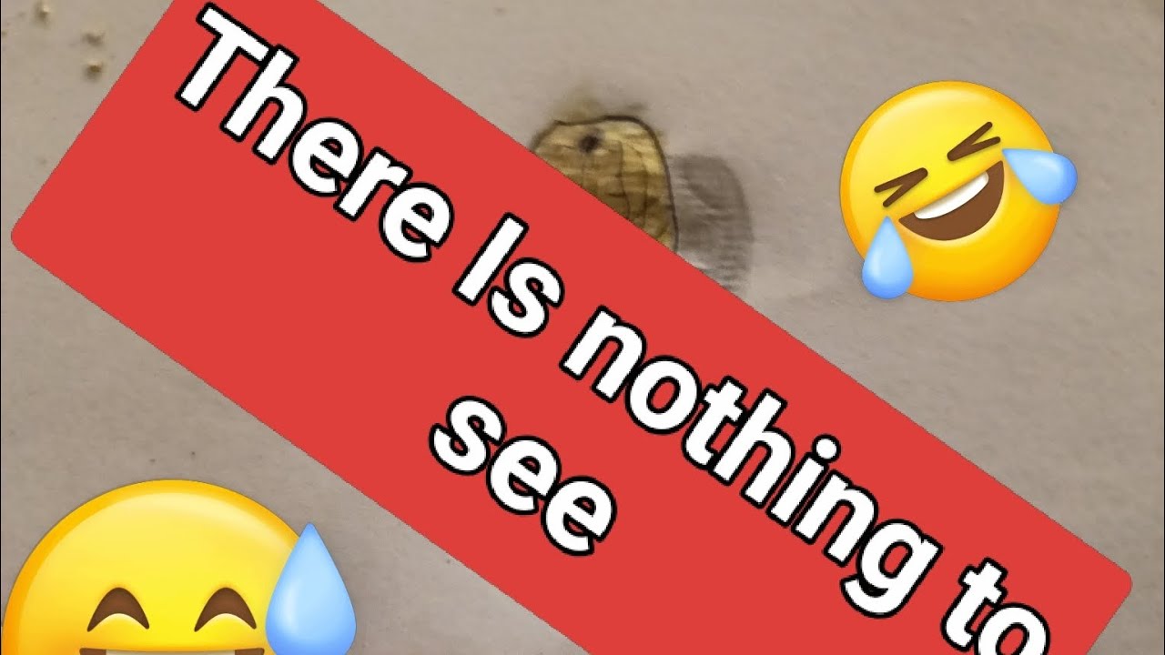 How to draw a PEANUT in COMPARED to a REAL PEANUT 🥜✏️