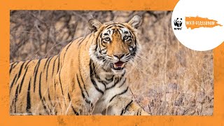 All About Tigers by WWF Wild Classroom 8,938 views 2 years ago 5 minutes, 19 seconds