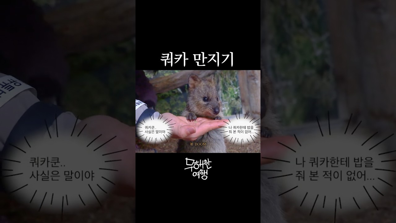 결국 쿼카 만져버린 담당자