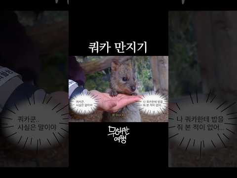 결국 쿼카 만져버린 담당자