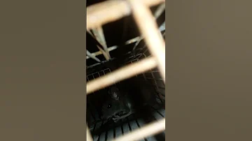 تم القبض على الص 