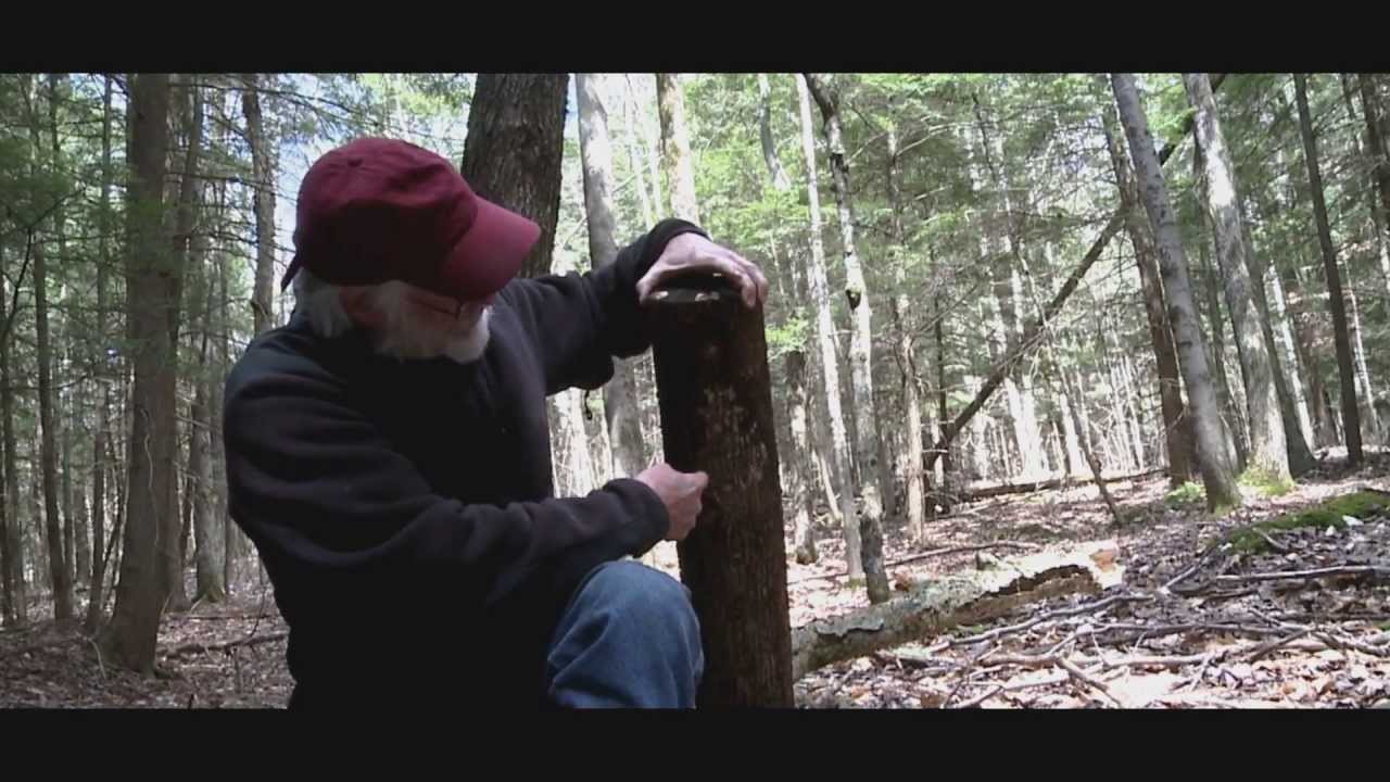 Shocking & Fruiting Shiitake Mushrooms