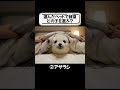 どのアニマルベッドを選ぶ？【ASMR】🐯