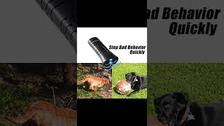 Control Your Dog's Barking with BarxBuddy