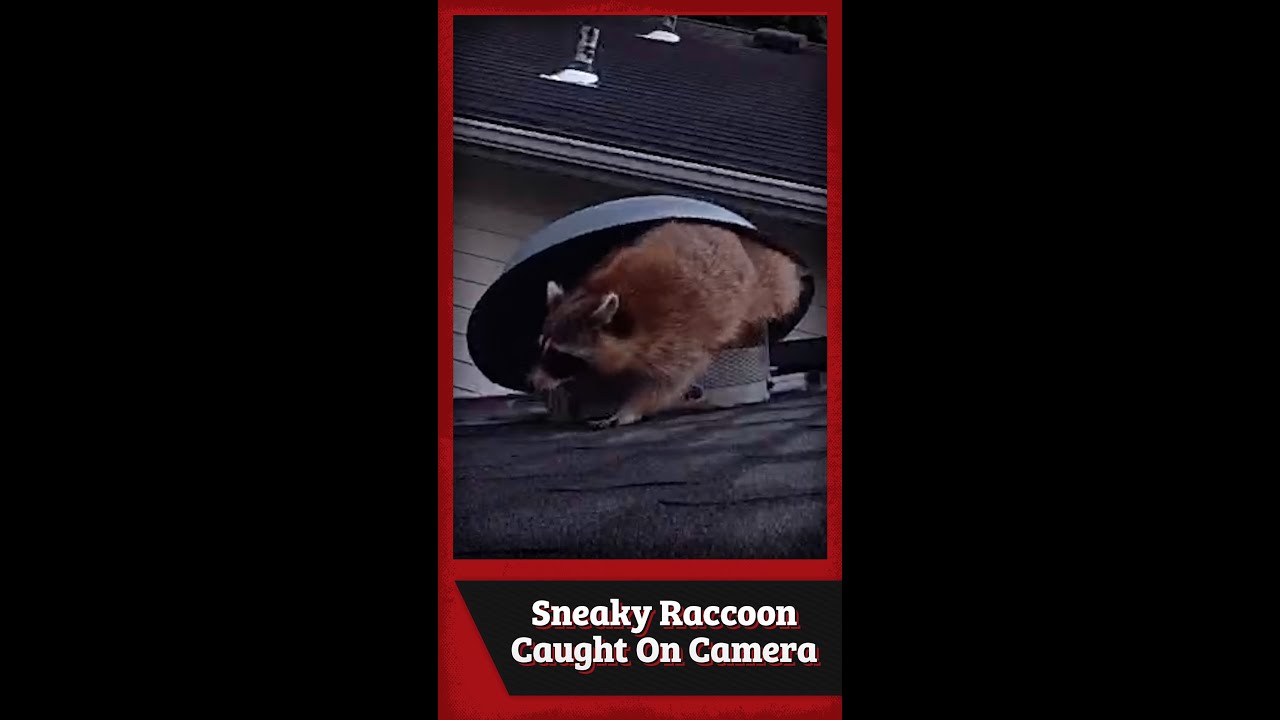 Sneaky Raccoon Caught On Camera!