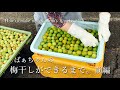 ばあちゃんの梅干しができるまで。前編|How to make  my grandma's Umeboshi.