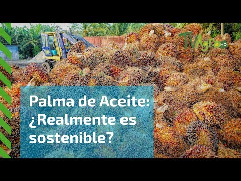 Video: ¿De dónde viene el aceite de palma sostenible?