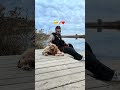 Ангелочки❤️🐶Для защиты лапок используем WB:217883800