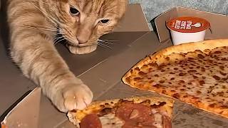 Orange Cat behavior Orange Cat Behavior
