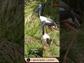 🐦 Let your child explore the beauty of nature! 🌿