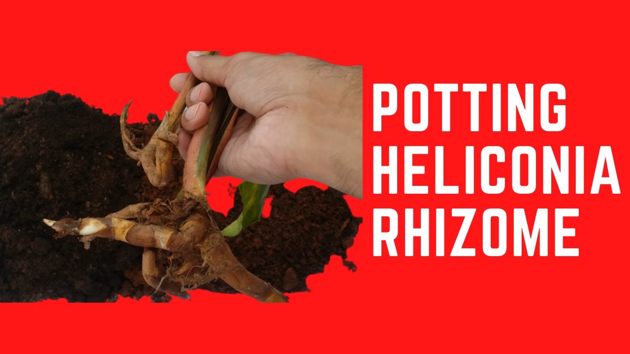 || POTTING HELICONIA RHIZOMES ||