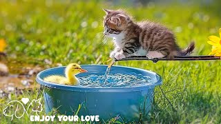 Soothing music for cats🎼😺, Kittens in love, cute playing, cat sounds - Cat music