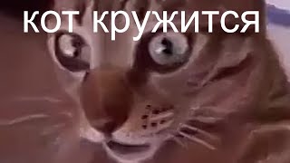 кот кружится мем