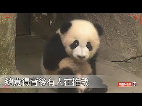《熊貓早晚安》總覺得背後有人在推我 | iPanda