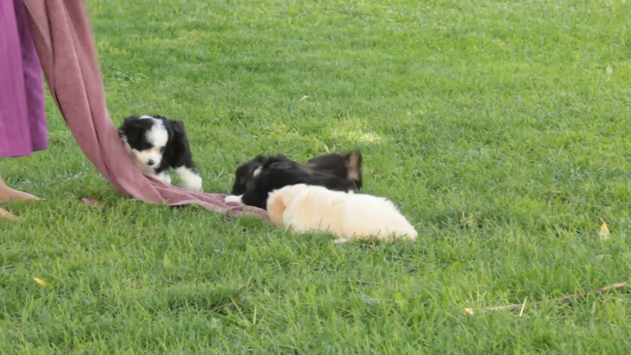 greenfield puppies aussiedoodle