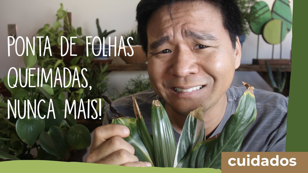 Folhas queimadas! Nunca mais!