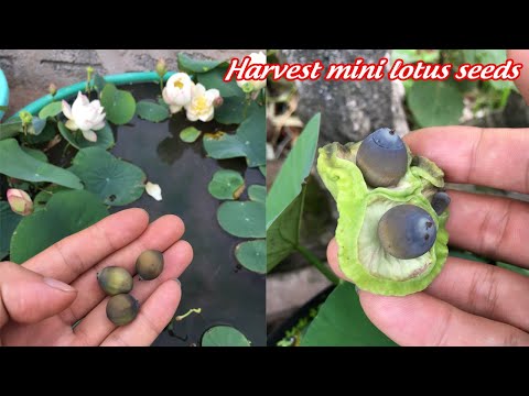 Video Thu hoạch hạt sen mini trong chậu và ươm chậu sen mới... - youtube