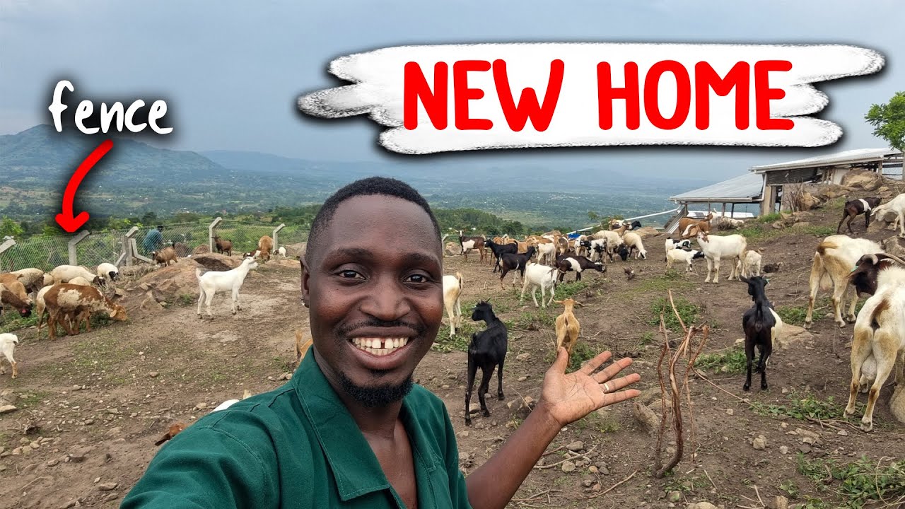 Как я использую эту новую тактику, чтобы спасти своих коз от смерти