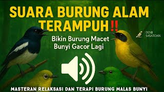 SUARA KICAUAN BURUNG DI ALAM BEBAS 🌲 Cocok Buat MASTERAN & PIKAT || Terbaru Manjur Ampuh