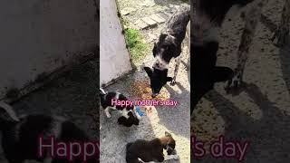 Happy Mothers' Day 🐾🐕❤️ #dogmomday #youtubeshorts #supportme #treanding #reels