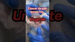 ¿Bulto en tu perro? Signos de Cáncer de Piel que NO debes ignorar 🐾 # #CancerEnPerros #Veterinaria