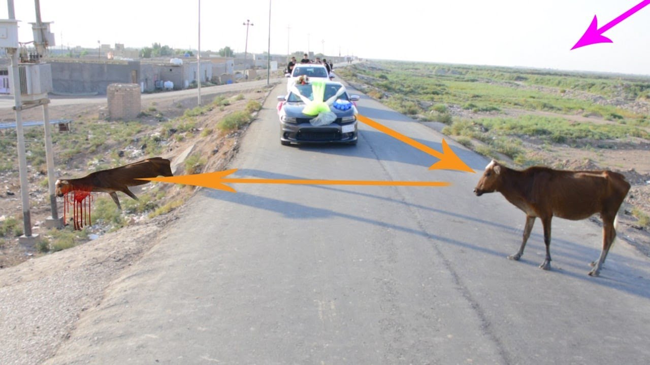 شاهدو سايق سياره العروس سوه🙁😖 // حفل زفاف الاخ جعفر حسين الفتلاوي