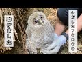 保護した赤ちゃんフクロウが施設へ引き取られるまで、【前編】[A story with a protected owl]