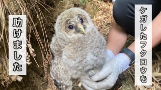 保護した赤ちゃんフクロウが施設へ引き取られるまで、【前編】[A story with a protected owl]