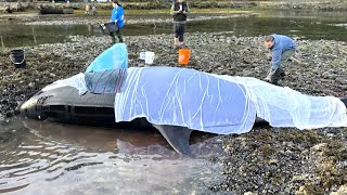 Race to reunite beached orphaned orca calf with pod in B.C.