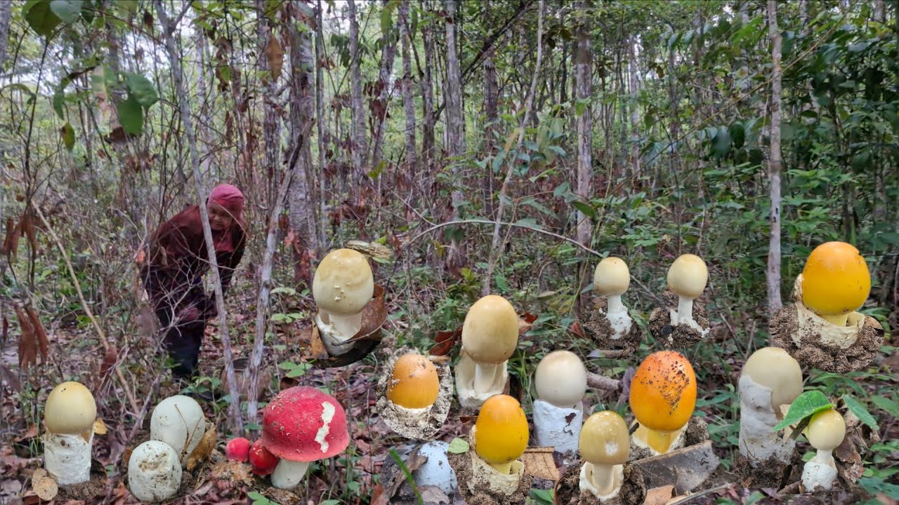 เช้านี้เข้าหมายฮ่องฮกเจอระโงกเกิดเป็นหมู่ใหญ่หมู่น้อยเจอทั้งดงเห็ดผึ้งรวมทั่วไปหมานล้น2ตะกร้าโจ้โก้